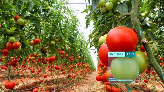 サステイナブルなトマト栽培のためのスマート農業画像処理ソリューション