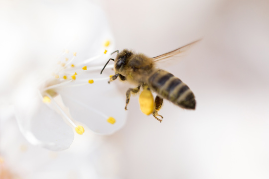 ミツバチが花を受粉させる