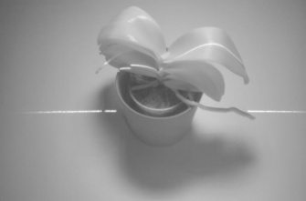 植物のモノクロ画像